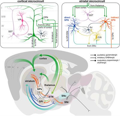 Cortical and Striatal Circuits in Huntington’s Disease